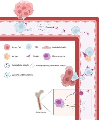 Contents in tumor-educated platelets as the novel biosource for cancer diagnostics